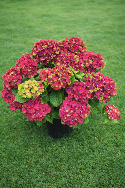 Гортензія Glossy Lips в контейнері